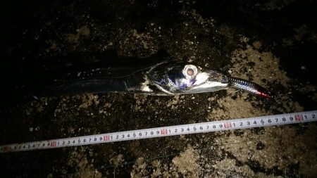 早朝の西表島で太刀魚とターポン