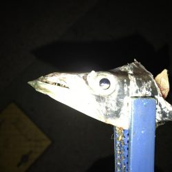 またもや、最初だけでした。