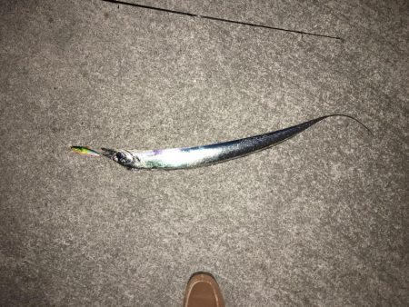 バイブレーションでタチウオ(ハリスなし笑)…