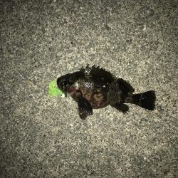 初のクロソイ!?