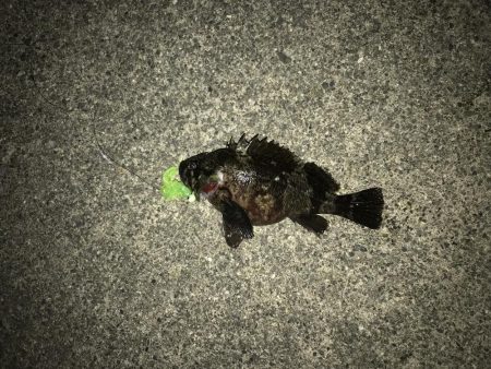 初のクロソイ！？