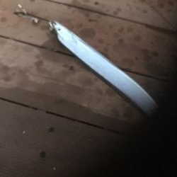 舞洲タチウオ渋い〜