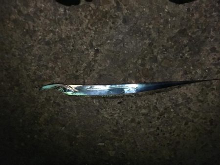 太刀魚 ワインド