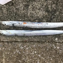 帰り際に牙族登場