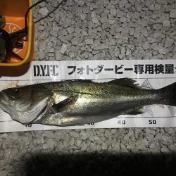 小イワシ泳がせ