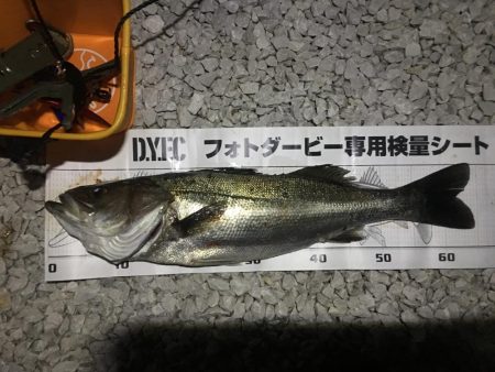 小イワシ泳がせ