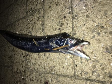 タチウオワインド