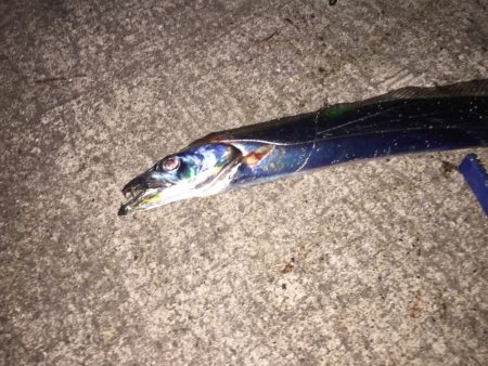 久々の青岸 太刀魚の時合なし