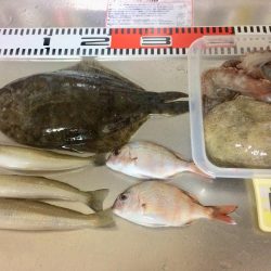 キス釣りでタコ&カレイ
