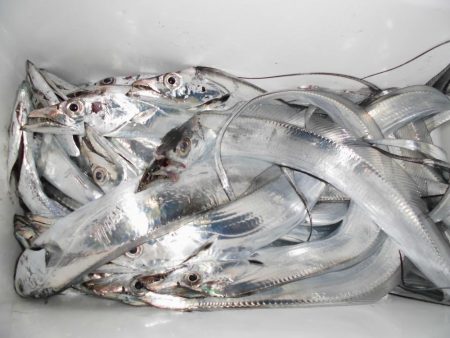 連荘スタート！タッチ―２５本獲ったどー！