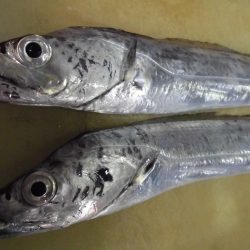 江井ヶ島でタッチ―２本。。。