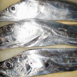 15日に5タッチ―、17日に4タッチ―獲ったどぉ・・・