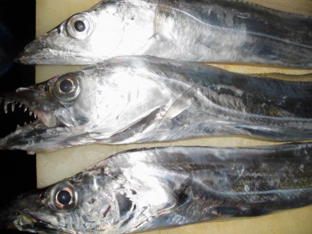 15日に5タッチ―、17日に4タッチ―獲ったどぉ・・・