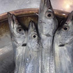 今日も近場の湾でタッチ―４本