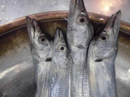 今日も近場の湾でタッチ―４本