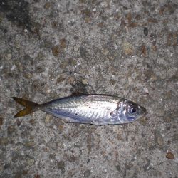 まさかのマゴチ