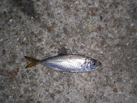 まさかのマゴチ