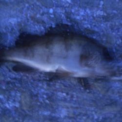 アジングが、メバル