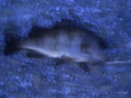 アジングが、メバル