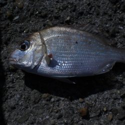 今日は夫婦で！