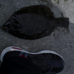 カレイ釣れた！