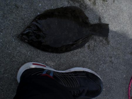 カレイ釣れた！