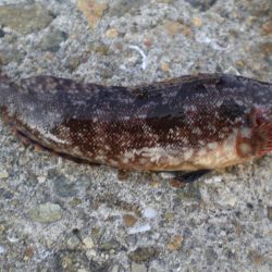 今日は、寒く渋い。