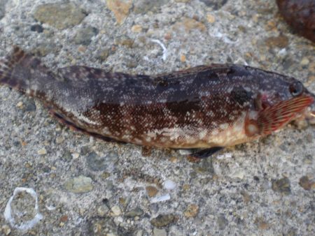 今日は、寒く渋い。