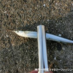 エンピツサヨリ釣り