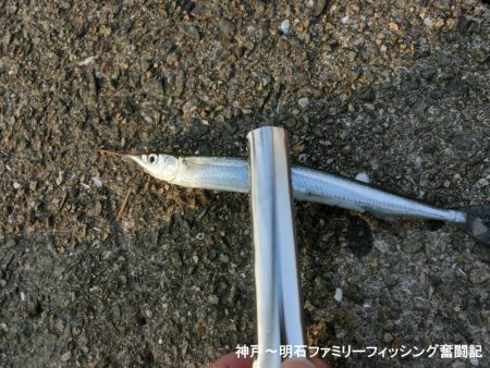 エンピツサヨリ釣り
