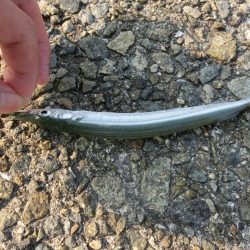 ジャンボサヨリ 来たーっ‼