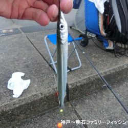 カワハギはいない?