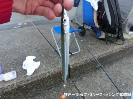 カワハギはいない?