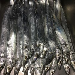 今日も太刀魚狩り
