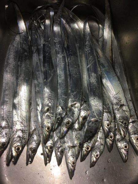 今日も太刀魚狩り