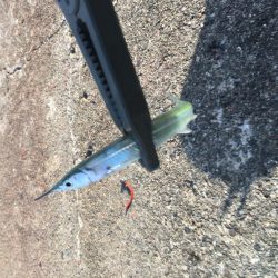 風が弱まりサヨリ釣り