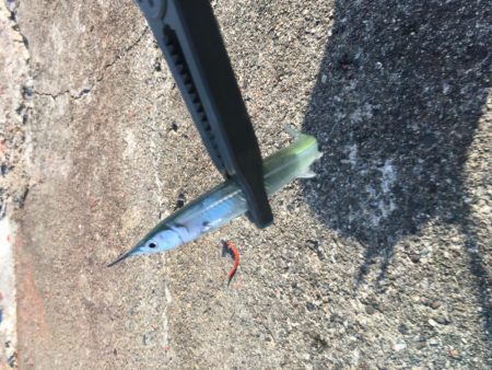 風が弱まりサヨリ釣り