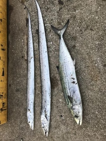 時合いが短過ぎ(T-T)