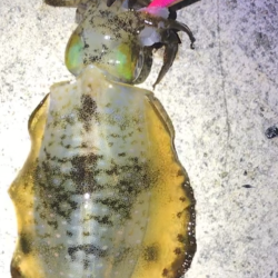 なんときんとかボーズ逃れ