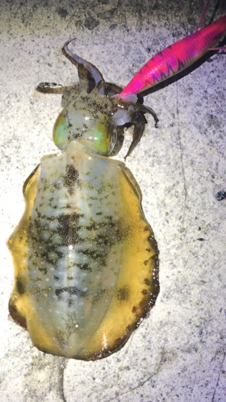 なんときんとかボーズ逃れ