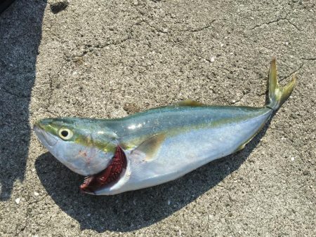 ギリギリハマチ