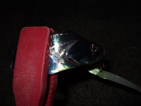 そろそろ終盤？