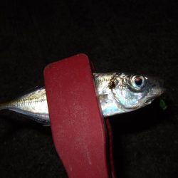 アジングも楽し！