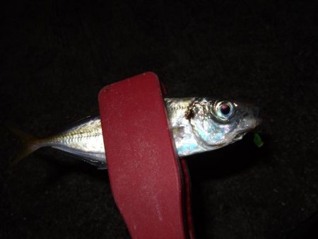 アジングも楽し！