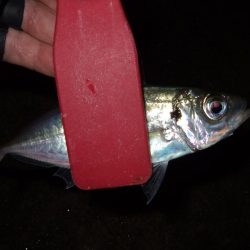 中アジかと思ったら・・・