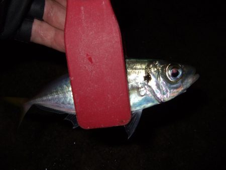 中アジかと思ったら・・・