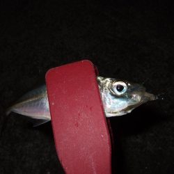 アジング好調＼(^o^)／