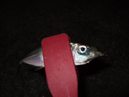 アジング好調＼(^o^)／