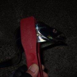 タチウオまだいた！