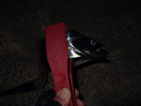 タチウオまだいた！